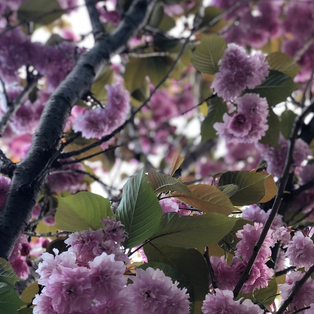 Meet your Posher, Rae